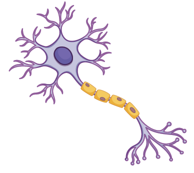 Autologous Transplant BMT